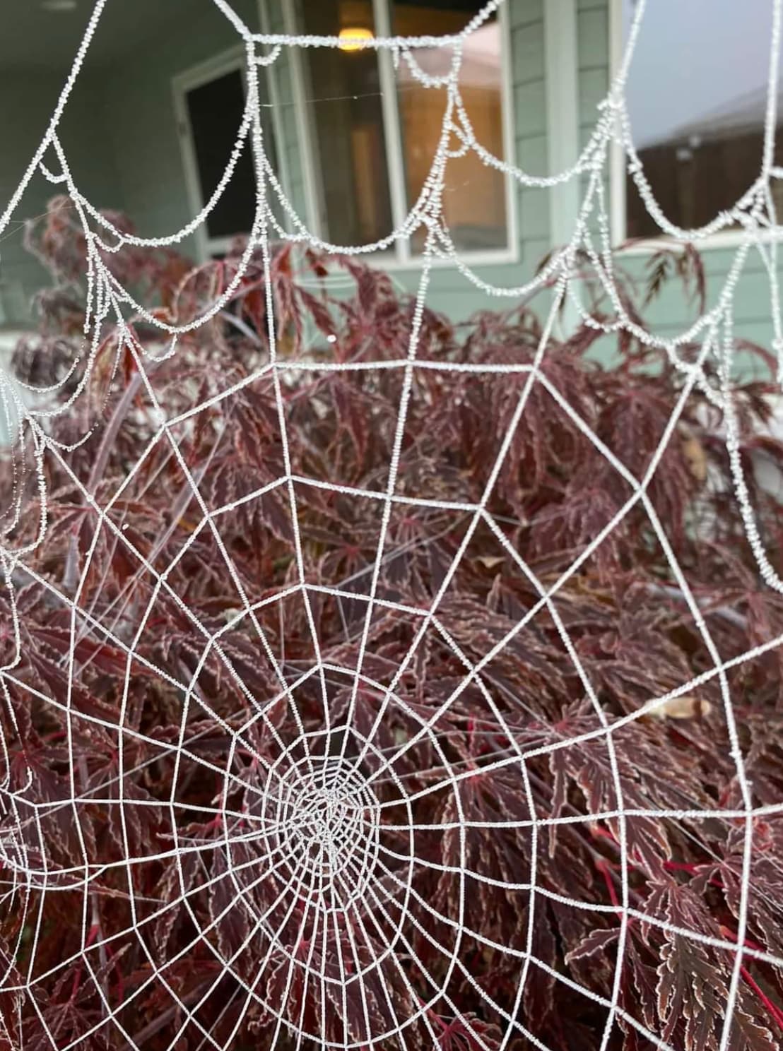 spider web